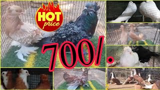 Cheapest farm in India - 700/. - frillback pigeon - German beauty - karmonar - Santinet - Hungarian