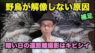 野鳥写真が解像しない原因（補足）／暗い日の遠距離撮影はキビシイ話【SEL200600G＋α7RⅣ】