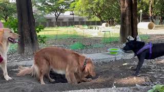 黃金獵犬不打獵-歐文佔地為王Golden Retriever land is king