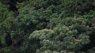 希少鳥類サイチョウの子育てシーズン到来　雲南省盈江県