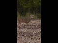 crazy buck fight whitetail rut action shorts