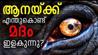 ആനയ്ക്ക് എന്തുകൊണ്ട് മദം ഇളകുന്നു? | What is musth in elephants?