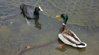 Coot and Mallard faceoff