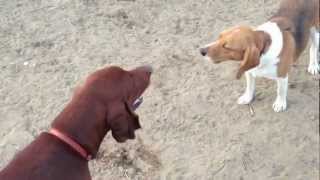 Vince (the Beagle) Vs CoonHound in howl off!