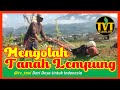 Mengolah Tanah Lempung Untuk Ditanami Ketela Rambat  #pertanian #tvtaniindonesia #pertanianmodern