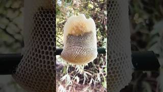 How Did Bees Build This? Honeycomb on Bamboo! 🍯🐝#honeybees #wildhoneybees #nature