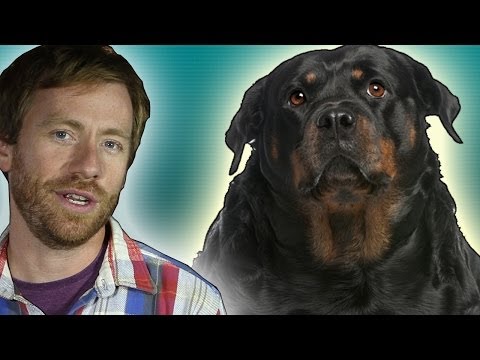 Do animals have emotions?