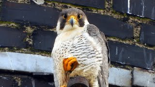 Sokol stěhovavý (Falco peregrinus),Wanderfalke,Peregrine falcon