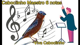 Caboclinho Maestro  6 notas clássico  -  #caboclinho #coleiro #curio #coleirotuituizerozero