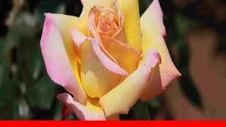 10 Hybrid Tea Roses To Add To Your Garden 🛋️