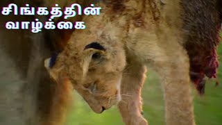 Cruel Story of Every Male Lion || பாவம் ஆண் சிங்கம்😱