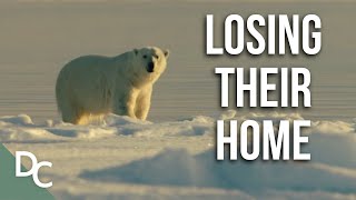 Climate Change Is Melting Away The Arctic | 1000 Days For The Planet | Full HD | Documentary Central