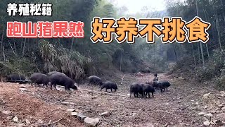 【艷陽天】跑山豬果然好養不挑食，給啥吃啥，南瓜吃完了就搞酒糟給它們吃#跑山豬 #黑豬肉 #生態放養 #土豬