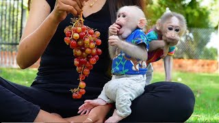 Good Job Mom Help Baby Monkey Eating With  Kapov Old Sister
