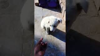 Korean Jindo,Indian Spitz Xiasi Dog,White Shepherd White Swiss Shepherd DogDog breed