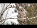 Barred Owl from Sax Zim Bog Minnesota