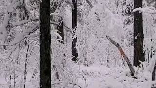Природа Бурятии, Кяхтинский район. Первый снег в тайге 10 сентября 2020г.