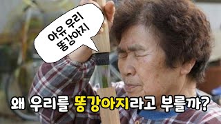 할머니들은 왜 우리한테 똥강아지라고 할까?