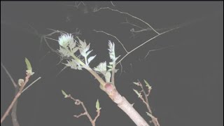 真夜中のタラの芽採り　タラの芽の天ぷらと桜の花の天麩羅うどんを作りました