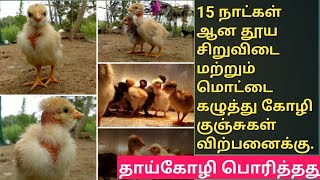 மொட்டை கழுத்து கோழி பற்றிய தகவல்கள்.