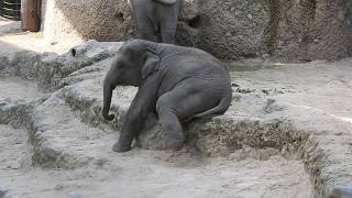 段差でゴロンとする子象　Asian elephant grandma ,mom \u0026 daughter 2018 0922