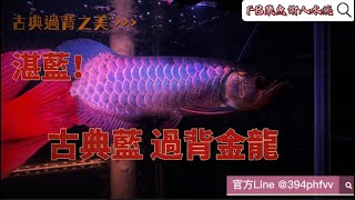 『樂魚愉人水族』古典藍 過背金龍