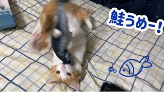 猫にダンシングフィッシュ[DANCING FISH]をあげたら反応が可愛かった【猫動画】