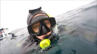 Swimming with wild dusky dolphins - Kaikoura New Zealand