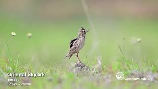 Oriental skylark call _ Tiếng hót sơn ca