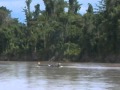 Ramu River, Madang (PNG).