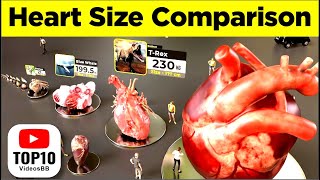 Heart Size Comparison 3D |  Animal Hearts Size  Monster Easy Study @Top10VideosBB