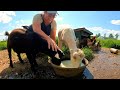 Drying Off Goats & Experimenting With Raw Milk Yogurt | Dairy Goat VLOG