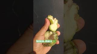 Annona dioica 💚 #viralvideo #plantas #frutifera #frutiferas #fruit