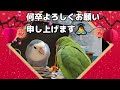 【ご挨拶とご報告】 コザクラインコ インコ lovebirds