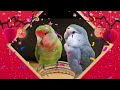 【ご挨拶とご報告】 コザクラインコ インコ lovebirds