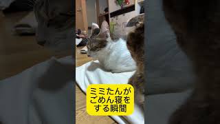 猫がごめん寝に入る瞬間をとらえた！#shorts