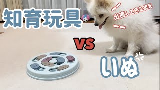 【ポメラニアン】🤣♪知育おもちゃに挑戦🤣👍もしやあなたは、天才ですか【知育玩具】【Nose work toys】秒でクリアする愛犬の姿に飼い主…脱帽