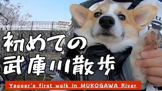 初めての武庫川散歩 / My first walk along the Mukogawa River