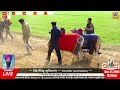 🔴 live daheru ludhiana ਇੱਕ ਖੀਰਾ ਇੱਕ ਦੁੱਗਾ ਵੱਛਿਆਂ ਦੀਆਂ ਦੌੜਾਂ ox races 21 dec 2024