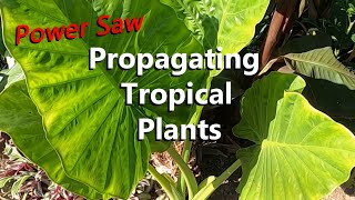 Propagate Banana, Canna Lily, Elephant Ear & Giant Bird of Paradise Tropical Plants with a Power Saw