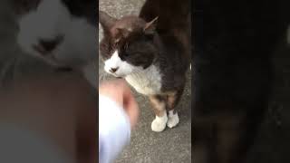 なでろと催促する猫