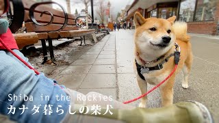 小雨が翌日は大雪！柴犬ナラと歩くバンフの街とボウ滝への散策路｜Light rain turns into snowfall｜Walk with Shiba Inu in Banff