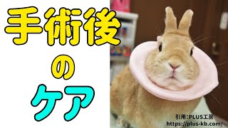 【うさぎの手術後ケア】手術のリスクは術後にもある!#77　うさぎの病気Vol.28