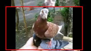 Playtube Pk Ultimate Video Sharing Website