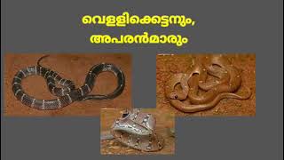 വെള്ളിക്കെട്ടൻ പാമ്പും അപരൻമാരും