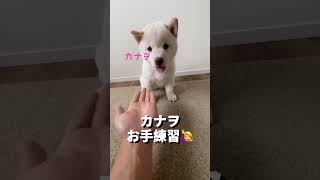 【生後48日目】お手をがんばる可愛いすぎる子犬 #Shorts