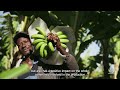 Farming for the Future: The Impact of Fairtrade in Dominican Republic