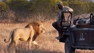 Size of a Plains Camp Male Lion | 14 October 2024