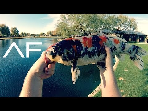 Koi Fishing Koi Fishing