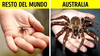 ¿Por qué son tan grandes los insectos en Australia?